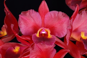 Volkertara Fiesta del Sol Sunset Valley Orchids HCC/AOS 79 pts.